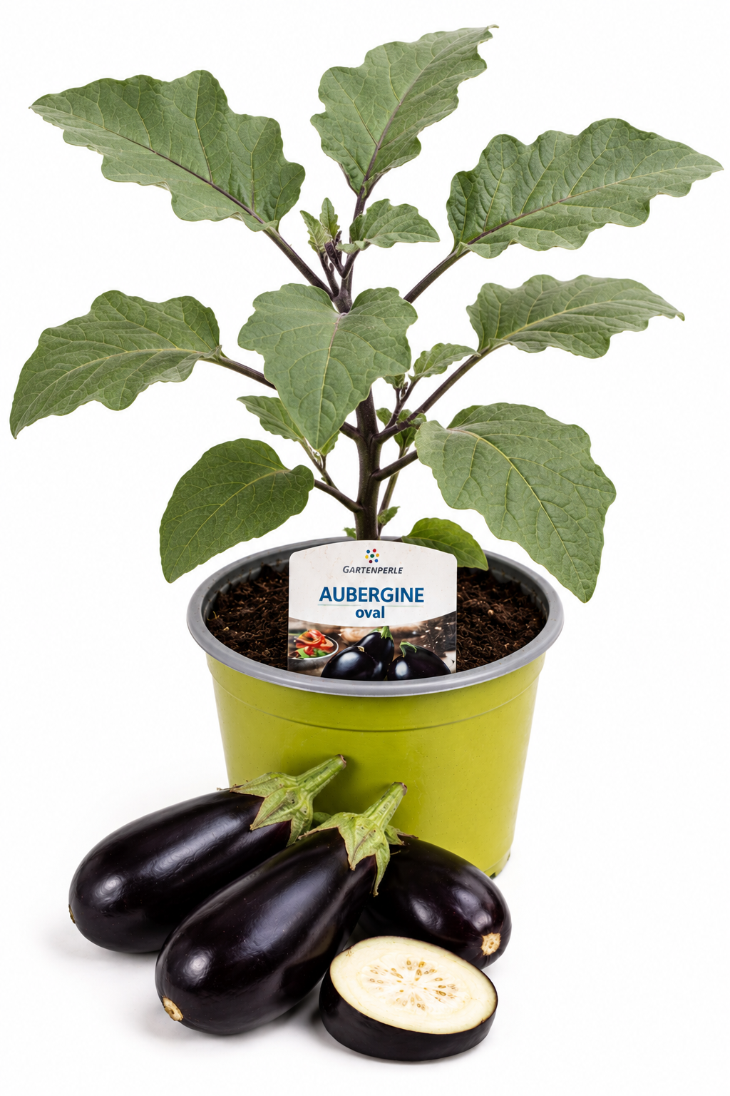 Aubergine Oval - Auberginenpflanze