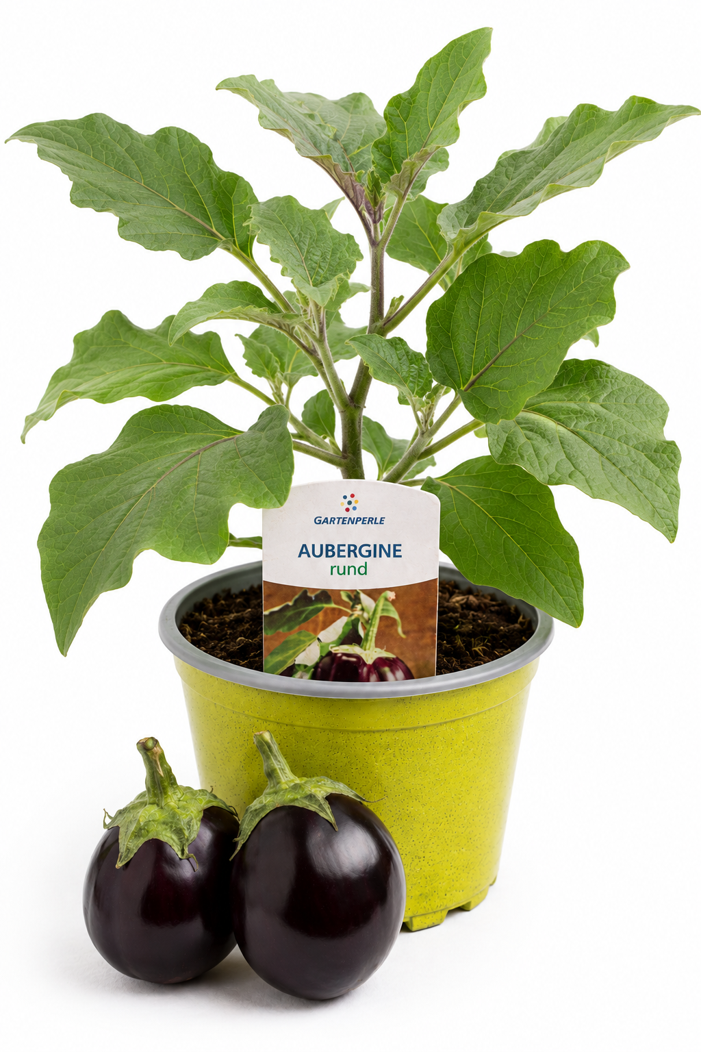 Aubergine Rund | Jungpflanze im T10,5 Topf