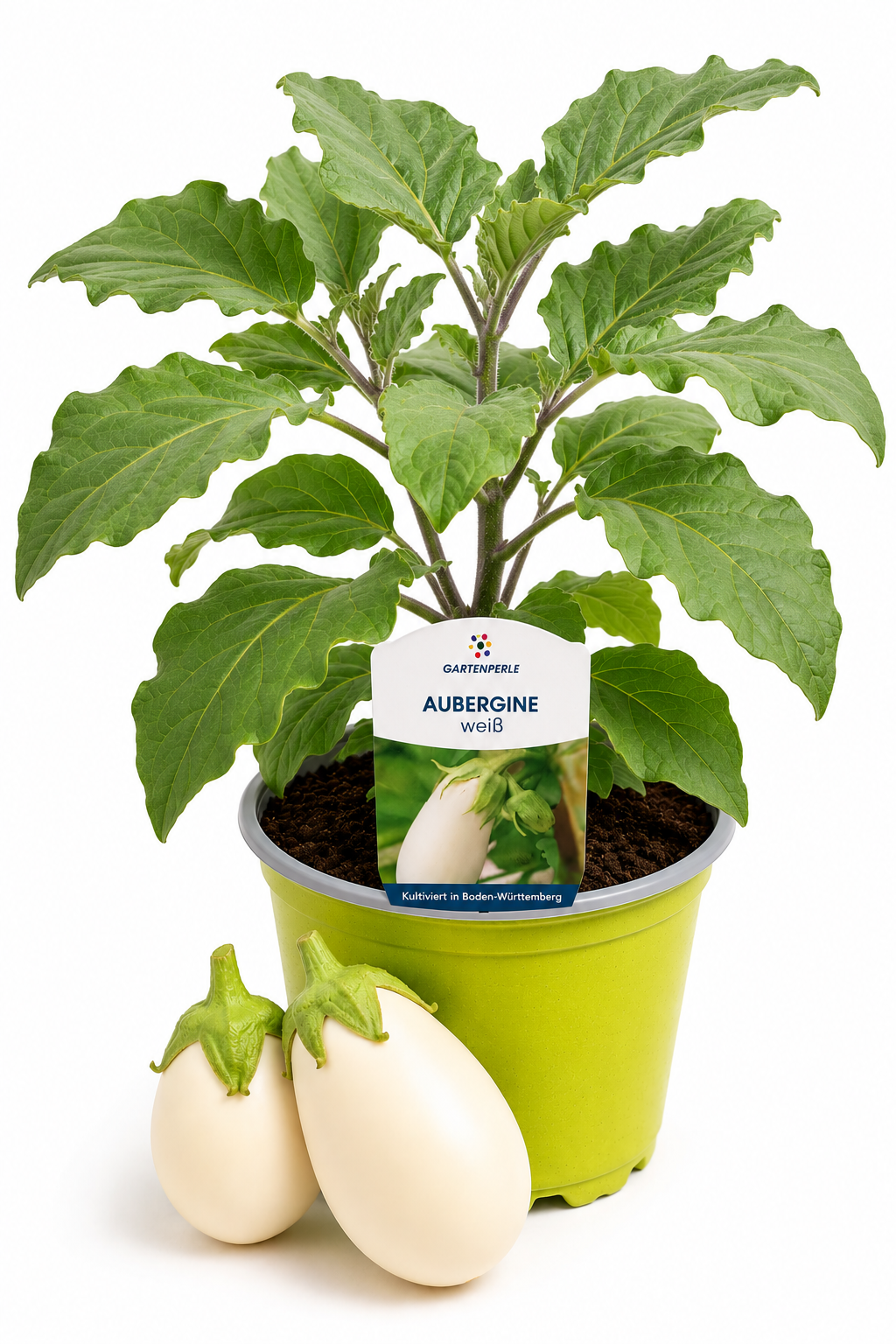 Aubergine Weiß | Jungpflanze im T10,5 Topf