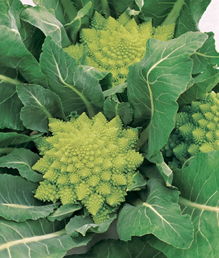 Blumenkohl Romanesco