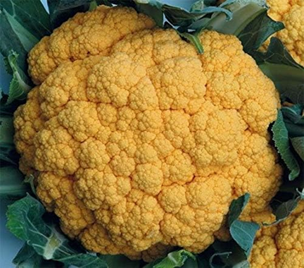 Oranger Blumenkohl