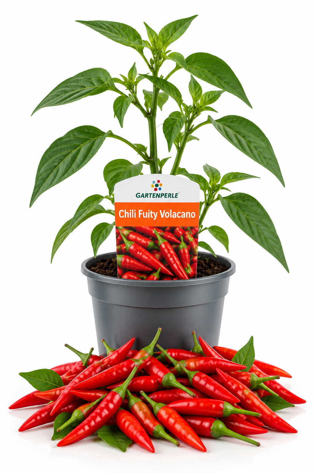 Chili Fruity Volcano – Chilipflanze
