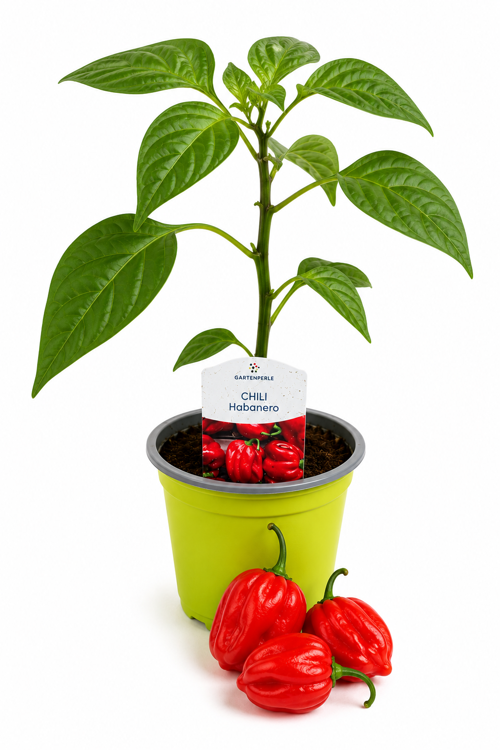 Chili Habanero - Chilipflanze