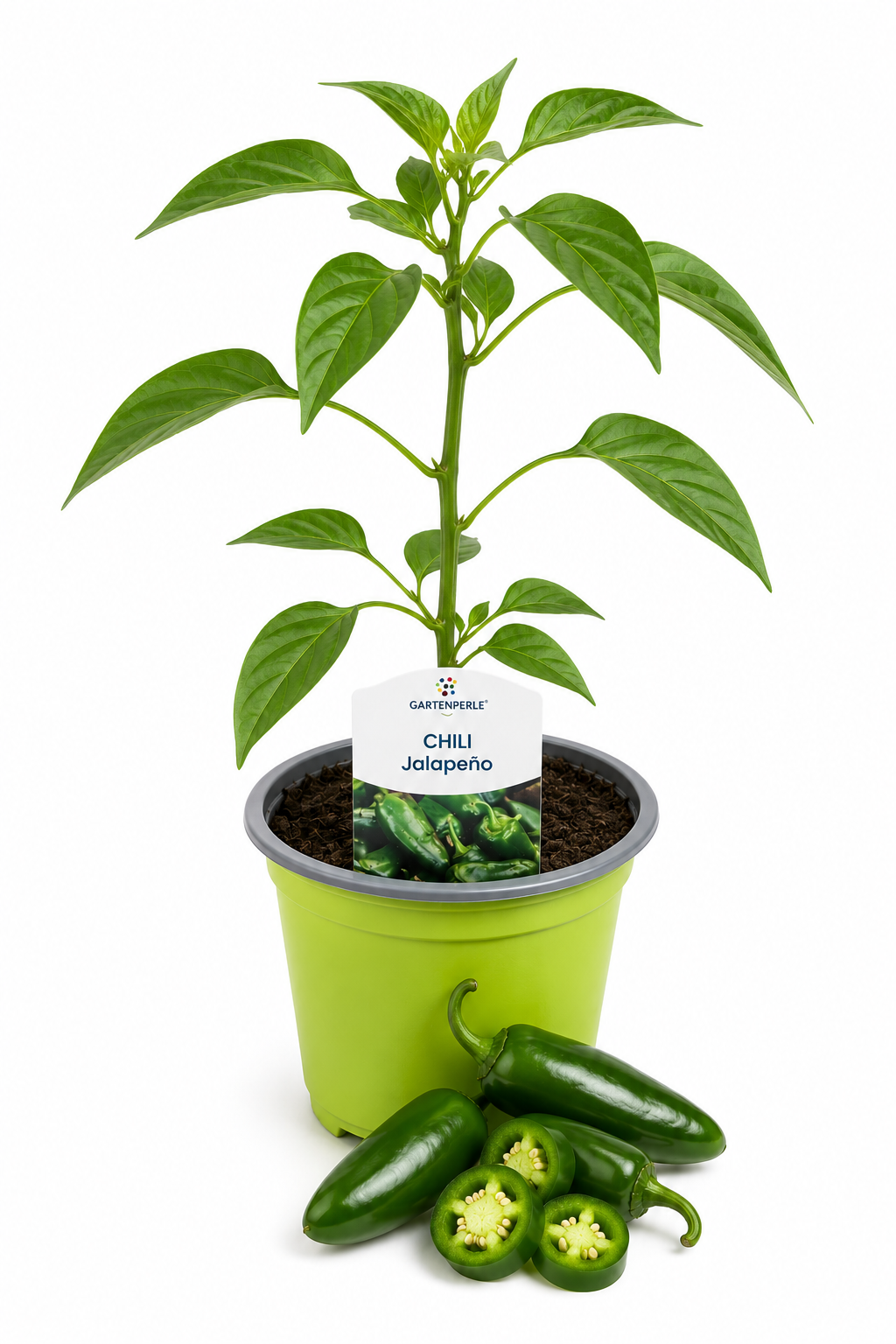Chili Jalapeño - Chilipflanze
