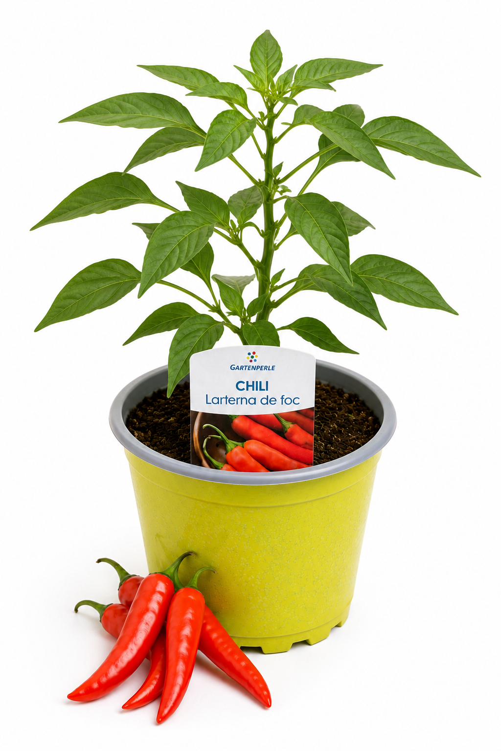 Chili Laterna de Foc - Chilipflanze