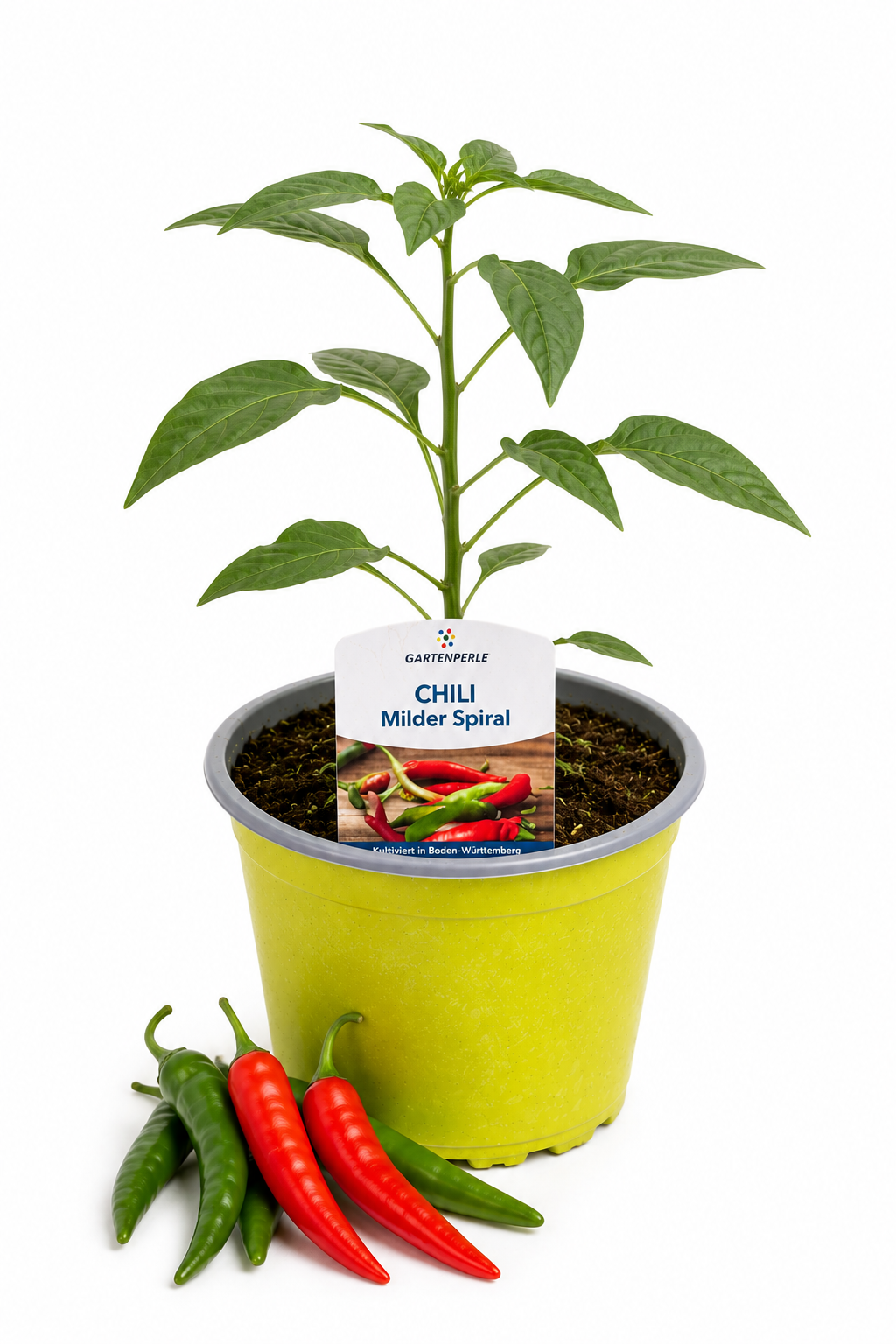 Chili Milder Spiral | Jungpflanze im T10,5 Topf