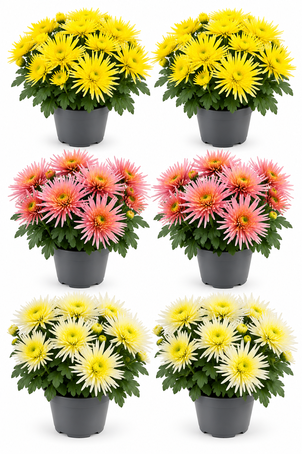 Spider Chrysanthemen – 6er Set T14