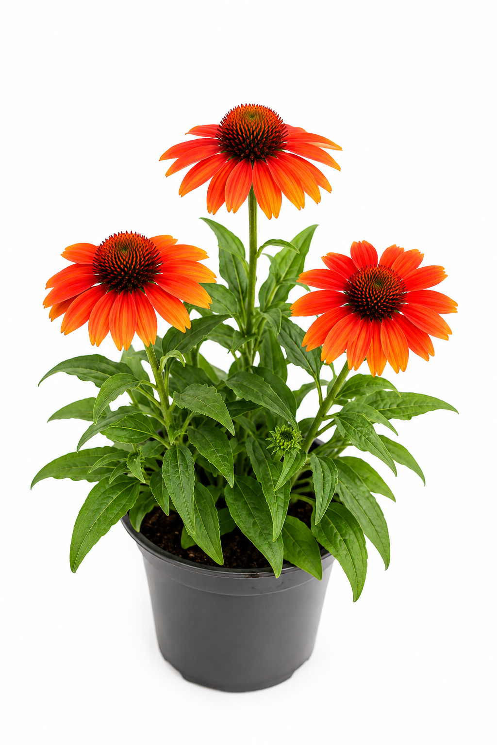 Echinacea Orange T12 – Leuchtender Sonnenhut
