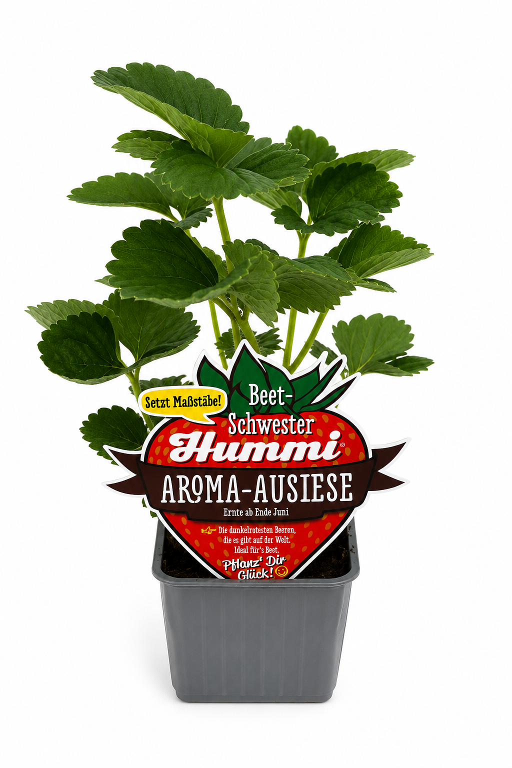 6er Set Hummi Erdbeere 'Aroma-Auslese'