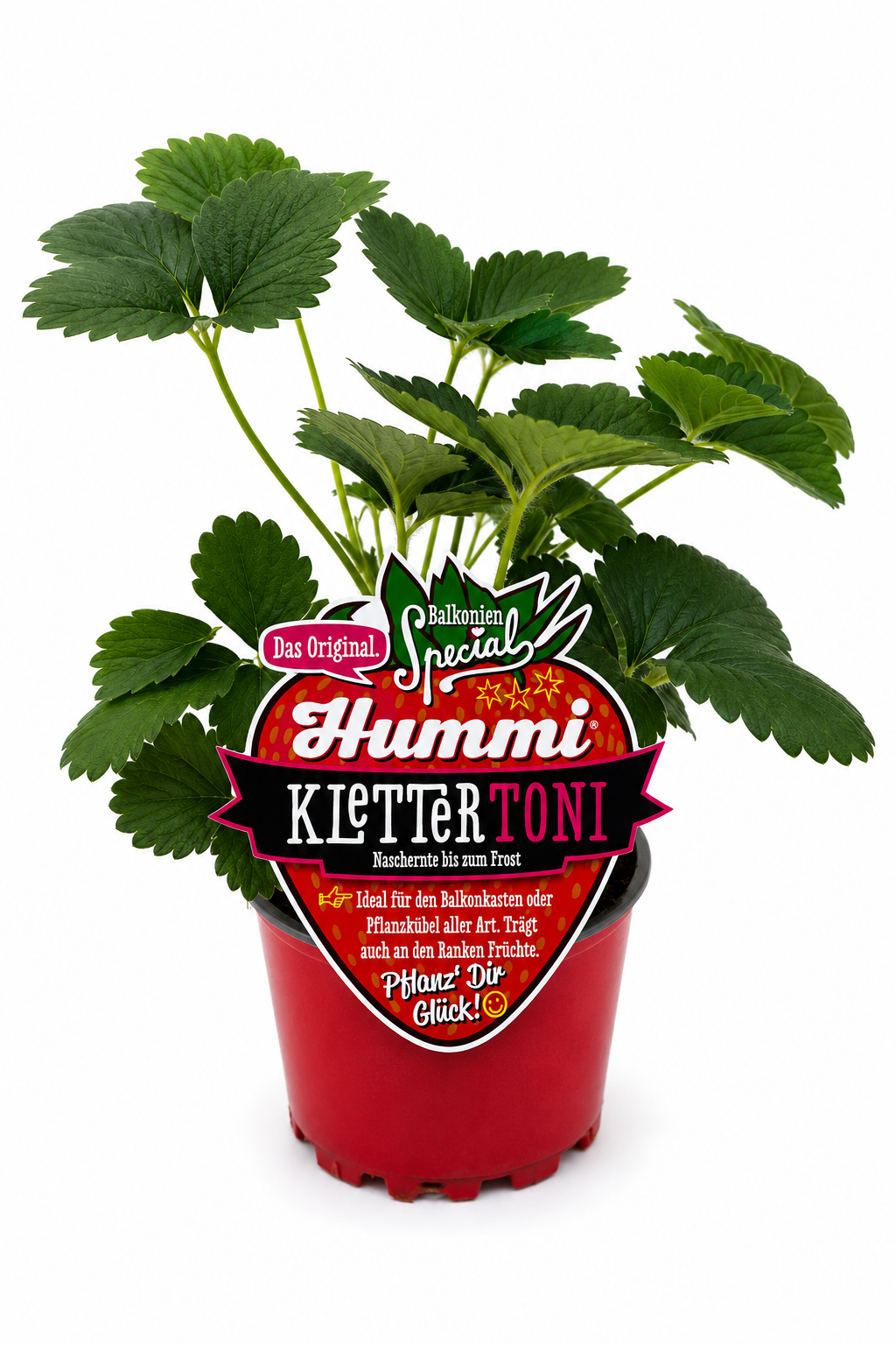Hummi Klettererdbeere 'KletterToni' T10,5| Immertragend