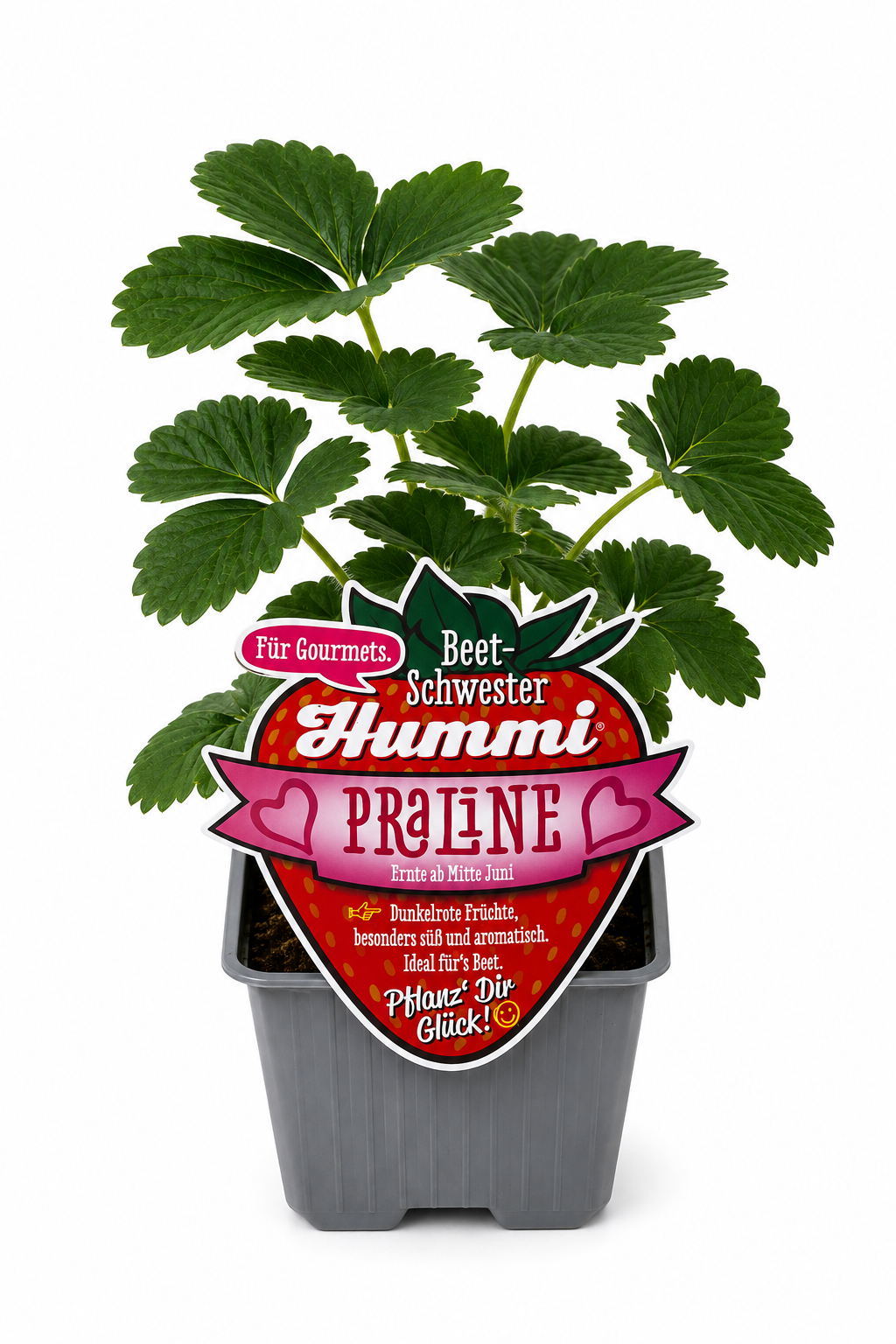 6er Set Hummi Erdbeere 'Praline' | Einmaltragend