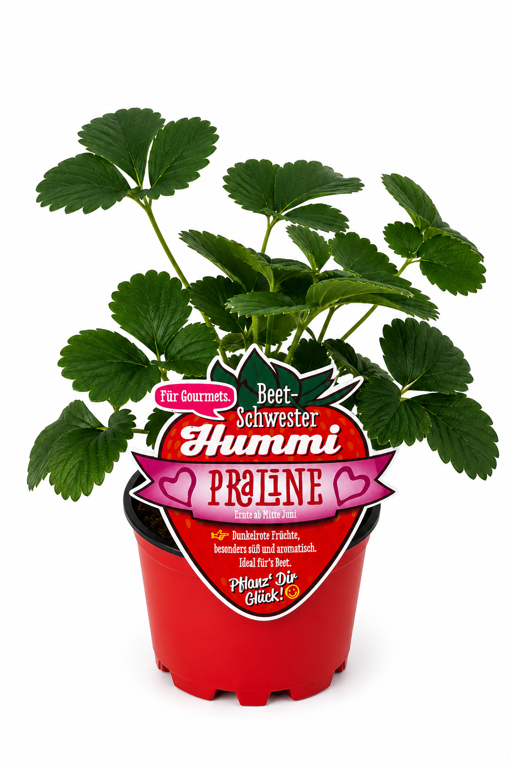 Hummi Erdbeerpflanze 'Praline' T10,5| Einmaltragend