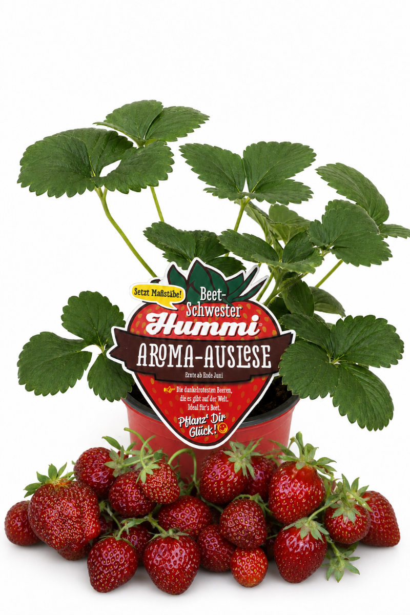 Produktfoto einer Hummi Erdbeere 'Aroma-Auslese' im Pflanztopf mit Typenschild und Früchten.