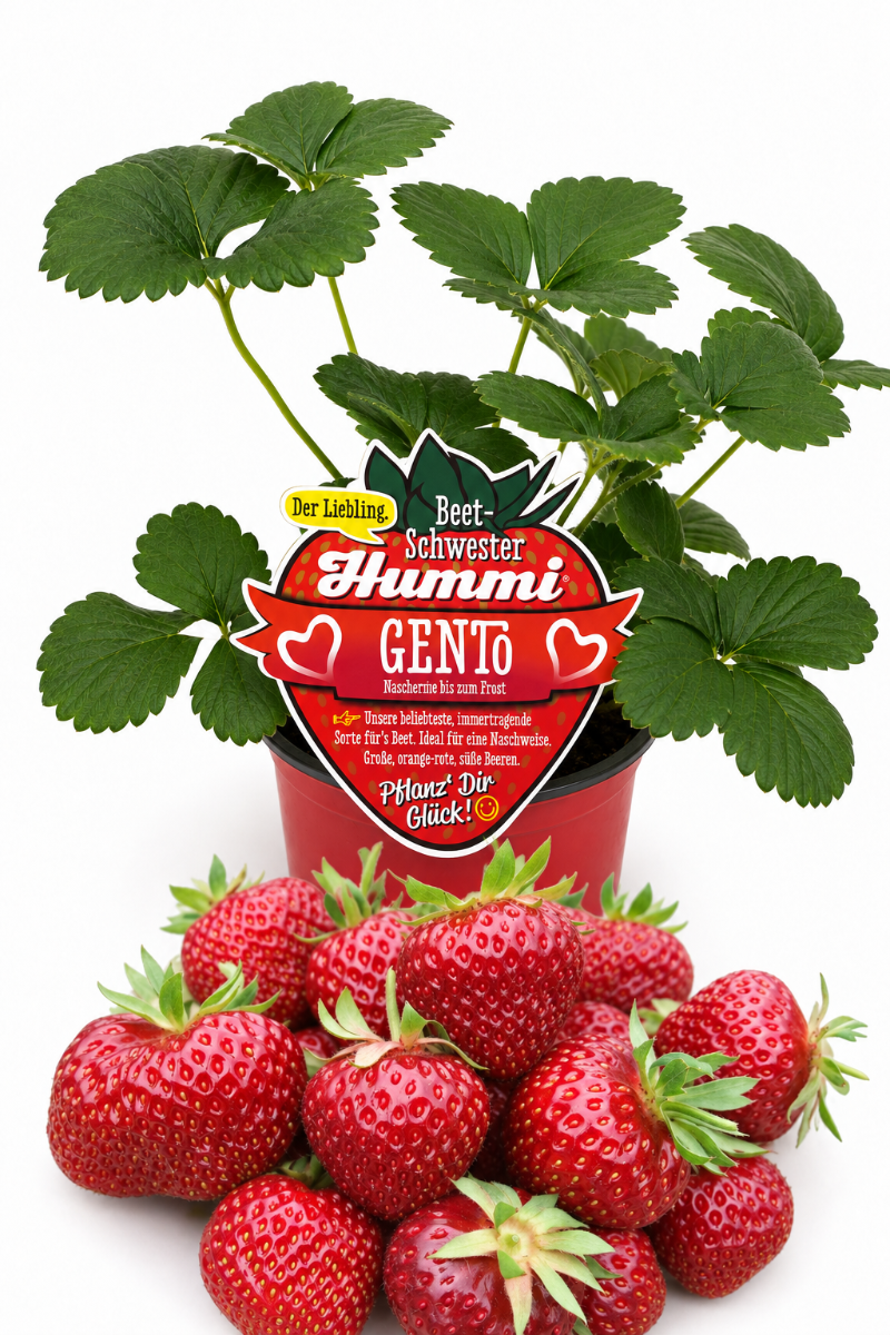 Produktfoto einer Hummi Erdbeere 'Gento' im Pflanztopf mit Früchten und Etikett.