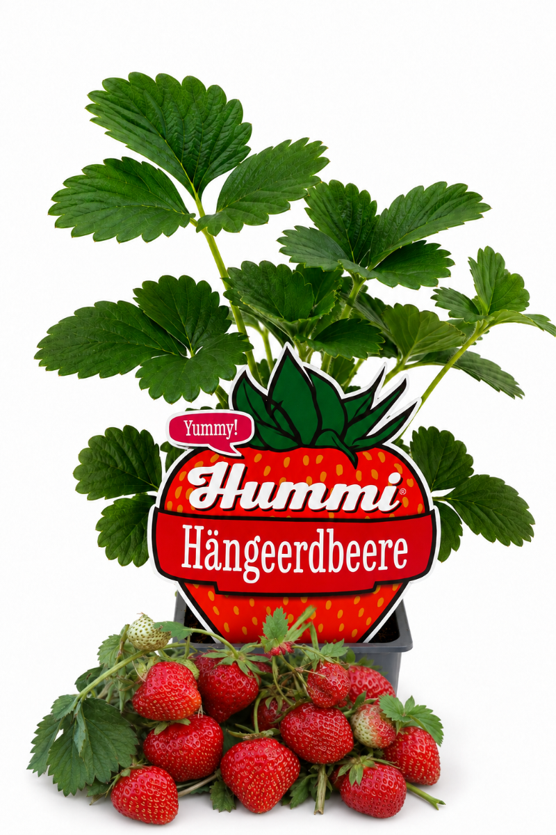 Produktfoto einer Hummi Hängeerdbeere im Pflanztopf mit Früchten und Etikett.