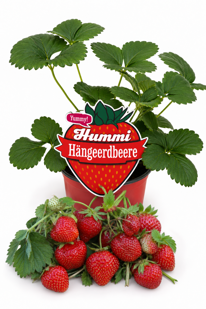 Produktfoto einer Hummi Hängeerdbeere im Pflanztopf mit Früchten.