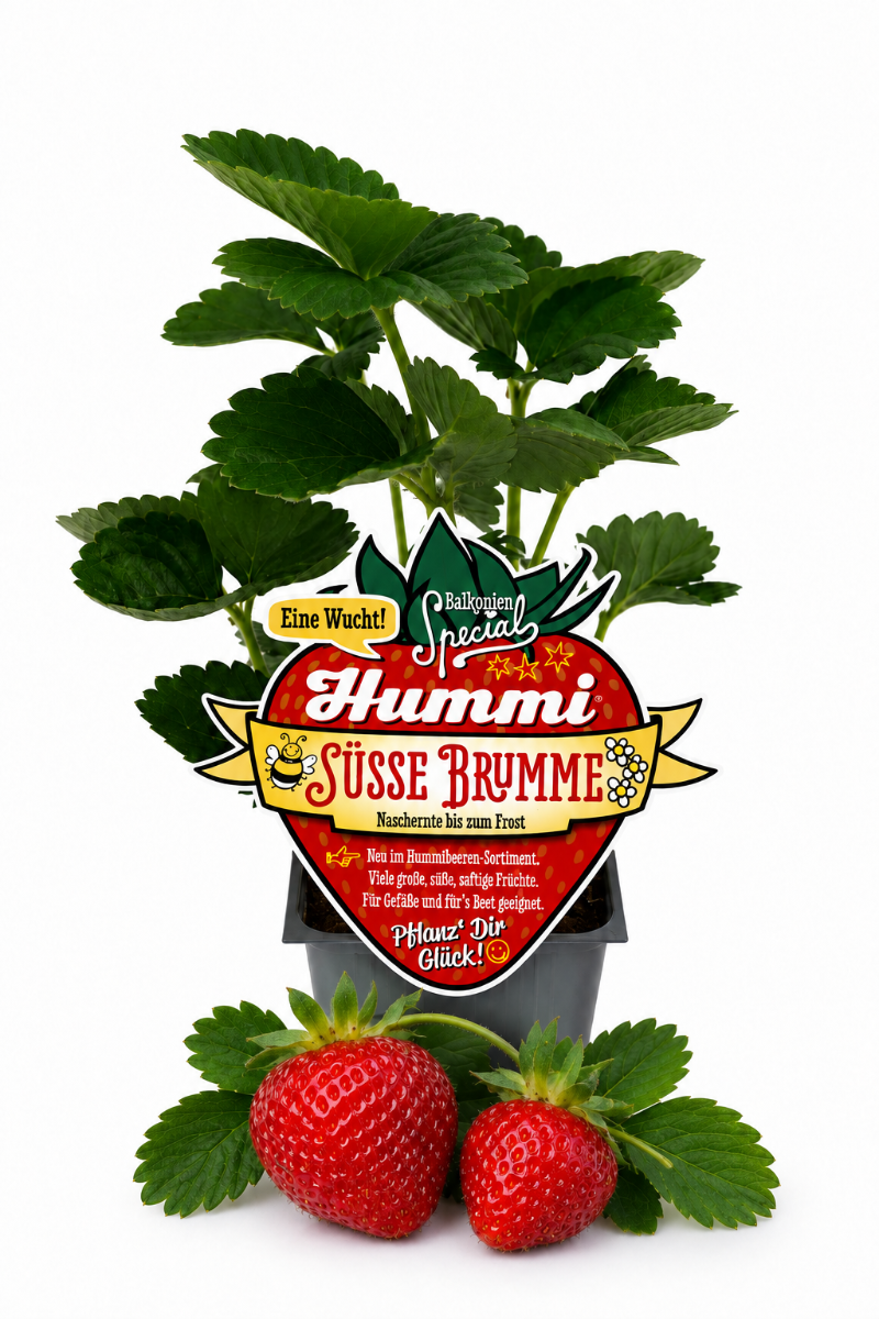 Produktfoto einer Hummi Erdbeere 'Süße Brumme' im Pflanztopf mit Etikett und Früchten.