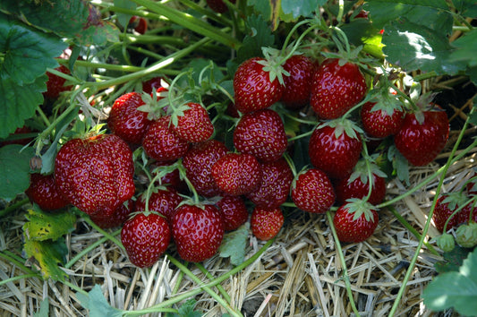 Nahaufnahme der Hummi Erdbeeren Aroma Auslese.