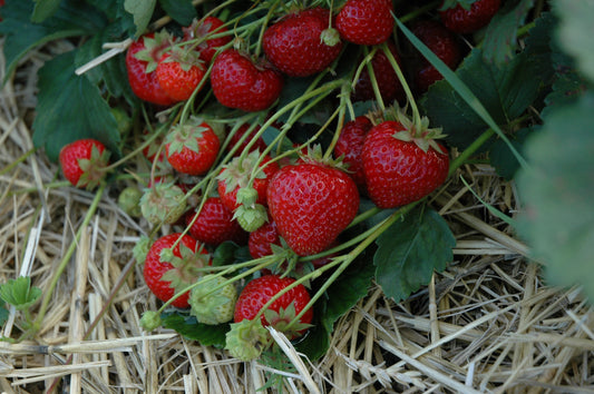 Nahaufnahme der Hummi Erdbeeren "Herzle" mit vielen roten Früchten.