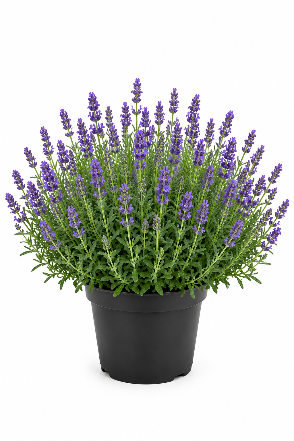 Lavendel Blau im 12cm Topf