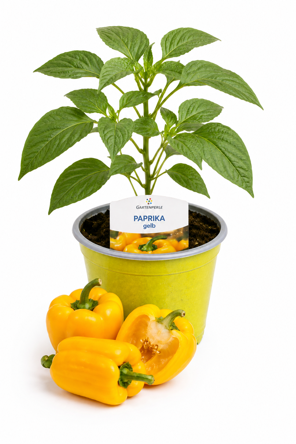 Paprika Gelb | Jungpflanze im T10,5 Topf