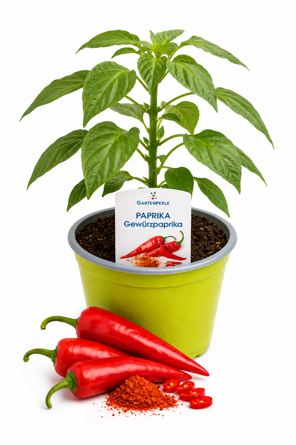 Gewürzpaprika - Chilipflanze