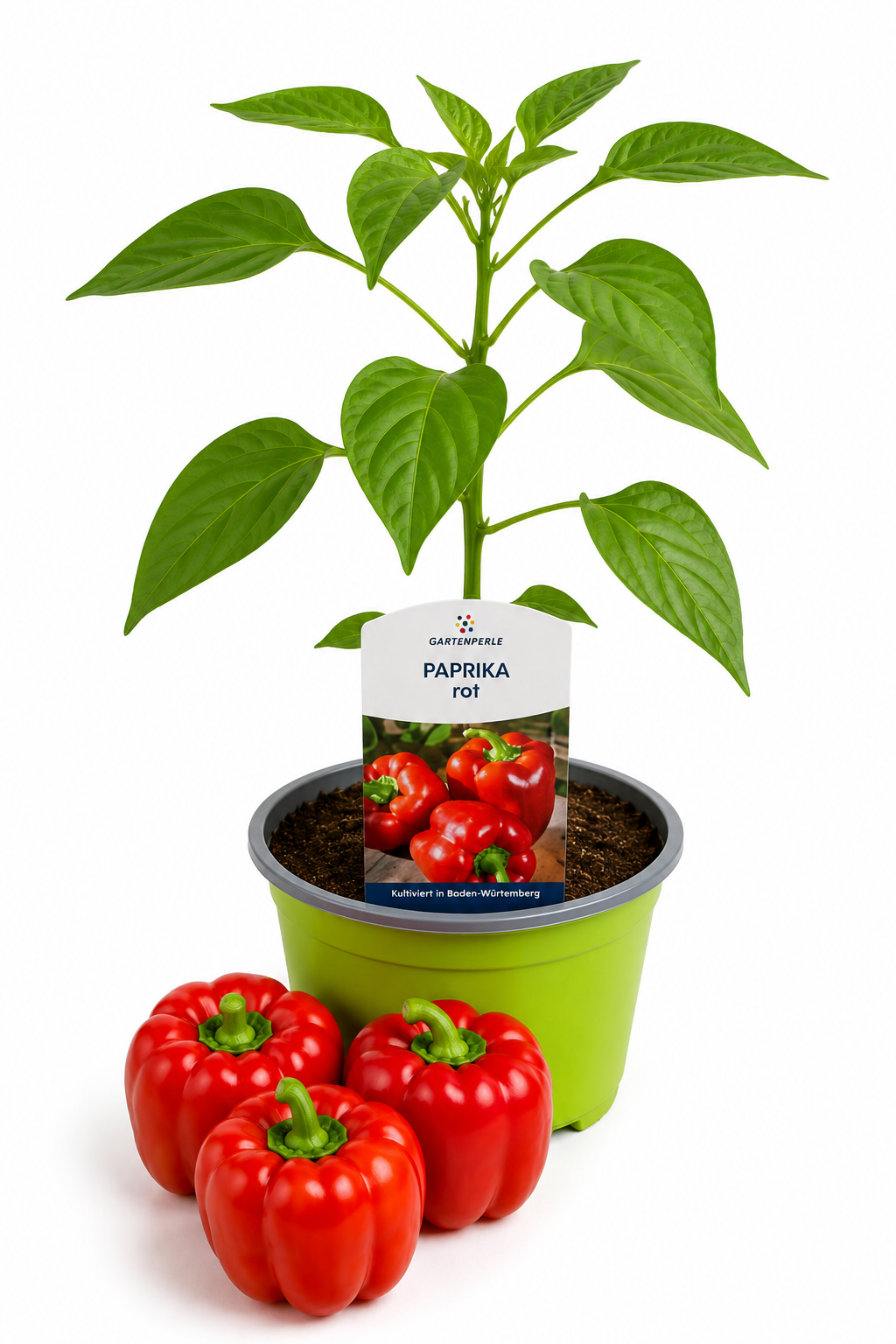 Paprika Rot | Jungpflanze im T10,5 Topf