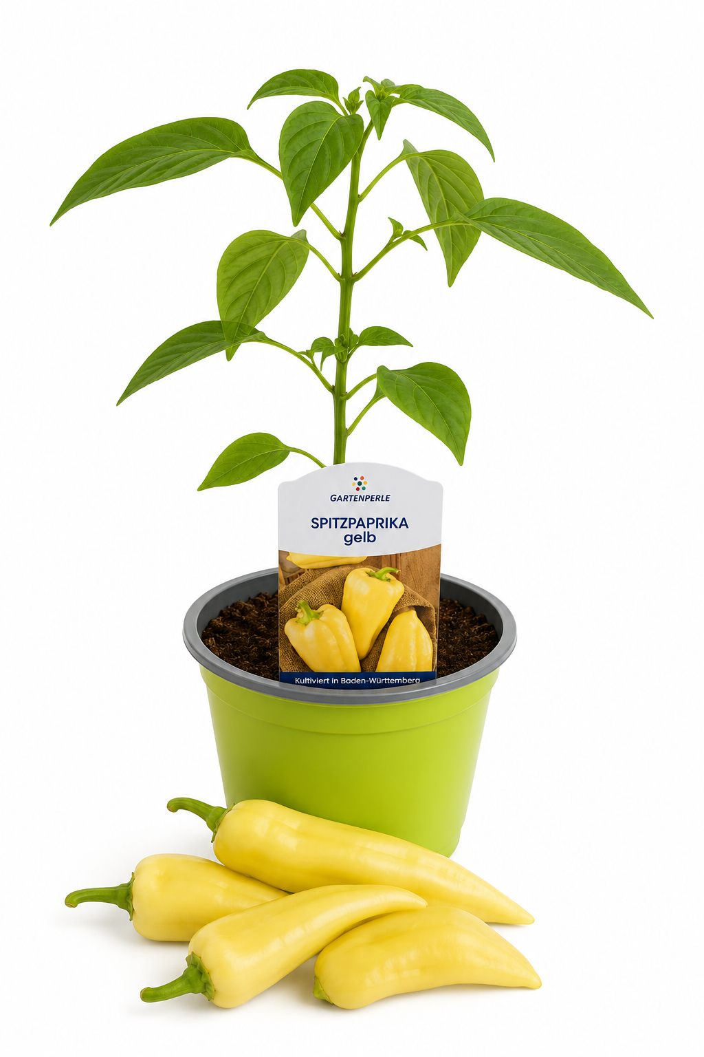 Spitzpaprika Gelb | Jungpflanze im T10,5 Topf