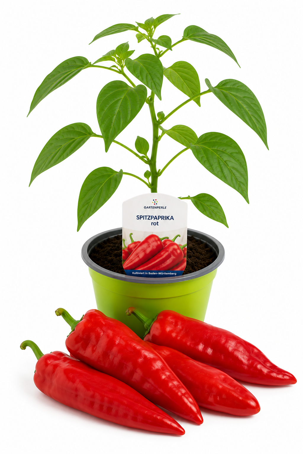 Spitzpaprika Rot | Jungpflanze im T10,5 Topf