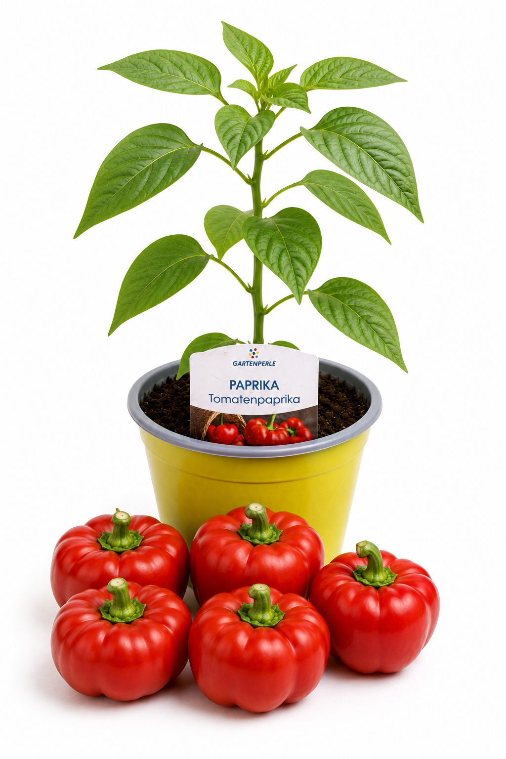 Tomatenpaprika | Jungpflanze im T10,5 Topf