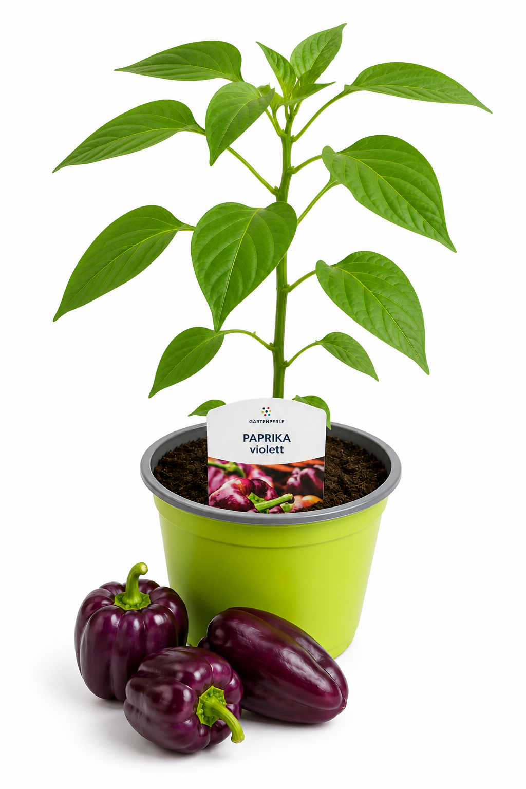 Paprika violett - Blockpaprika