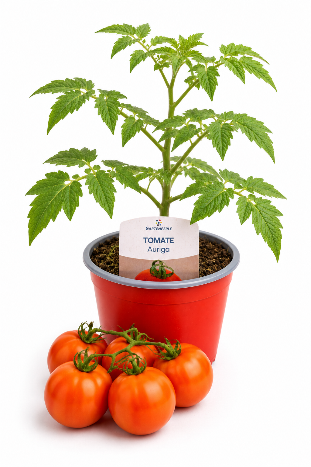 Tomate Auriga - Salattomate