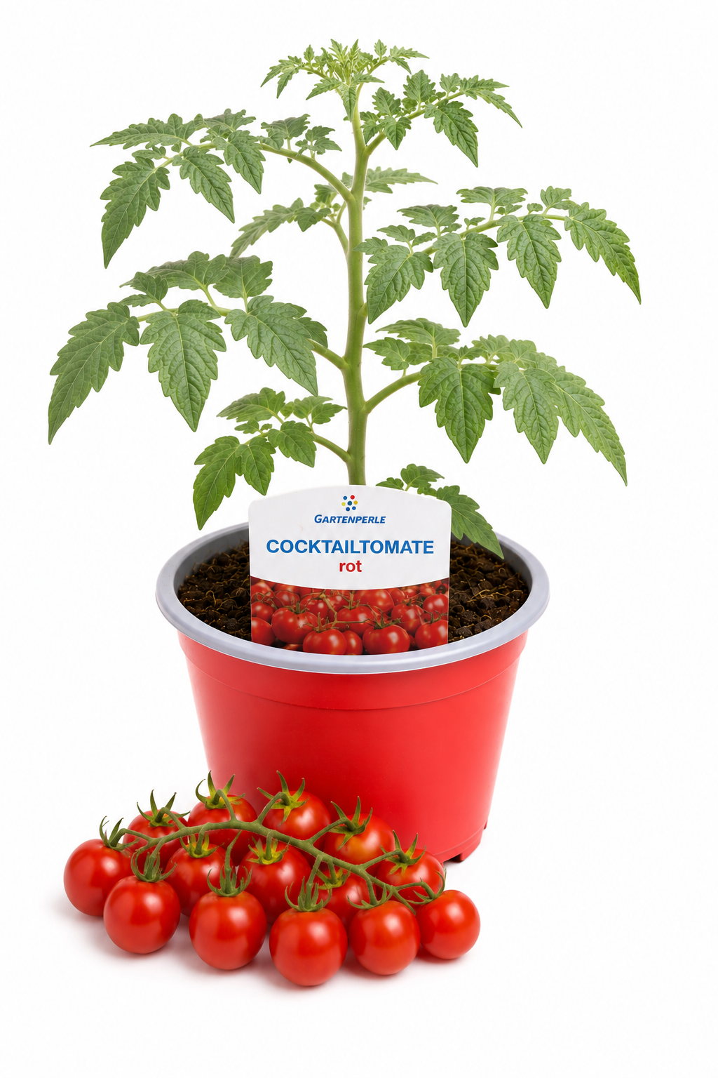 Cocktailtomate Rot - Cocktailtomate