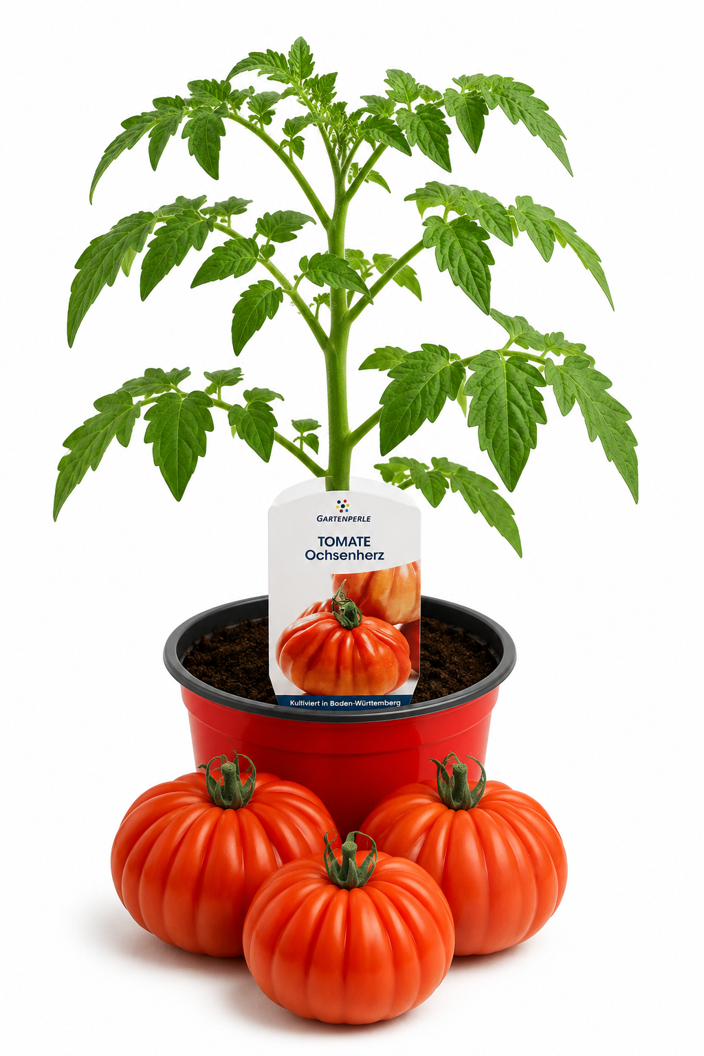 Tomate Ochsenherz - Fleischtomate