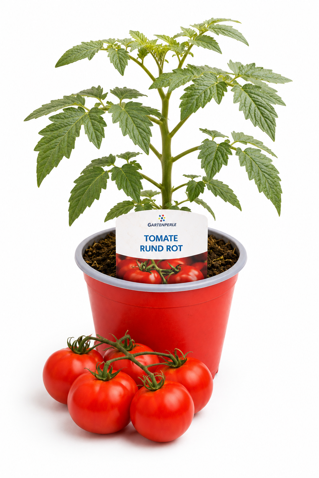 Tomate Rund Rot - Salattomate
