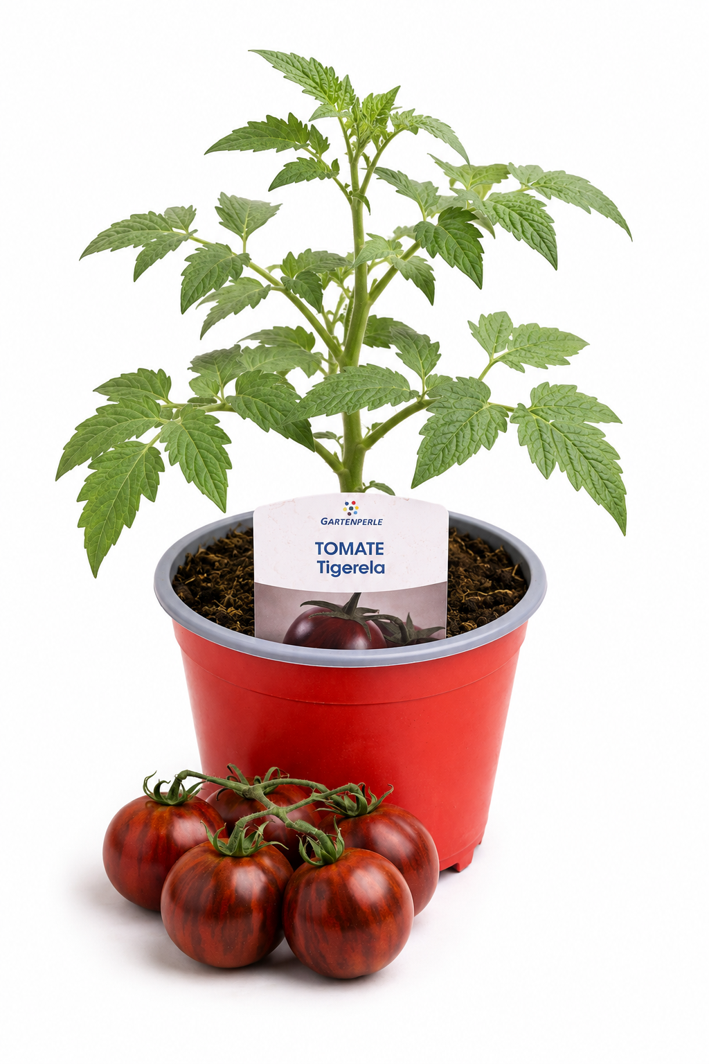 Tomate Tigerella - Salattomate