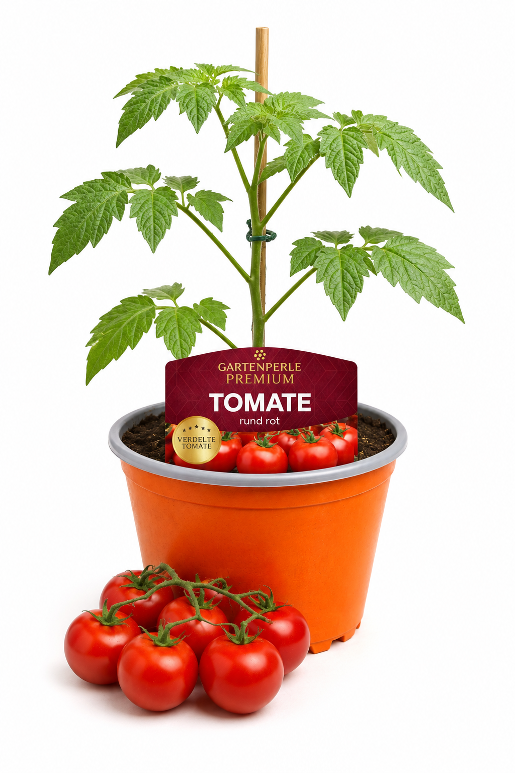 Veredelte Cocktailtomate - Cocktailtomate