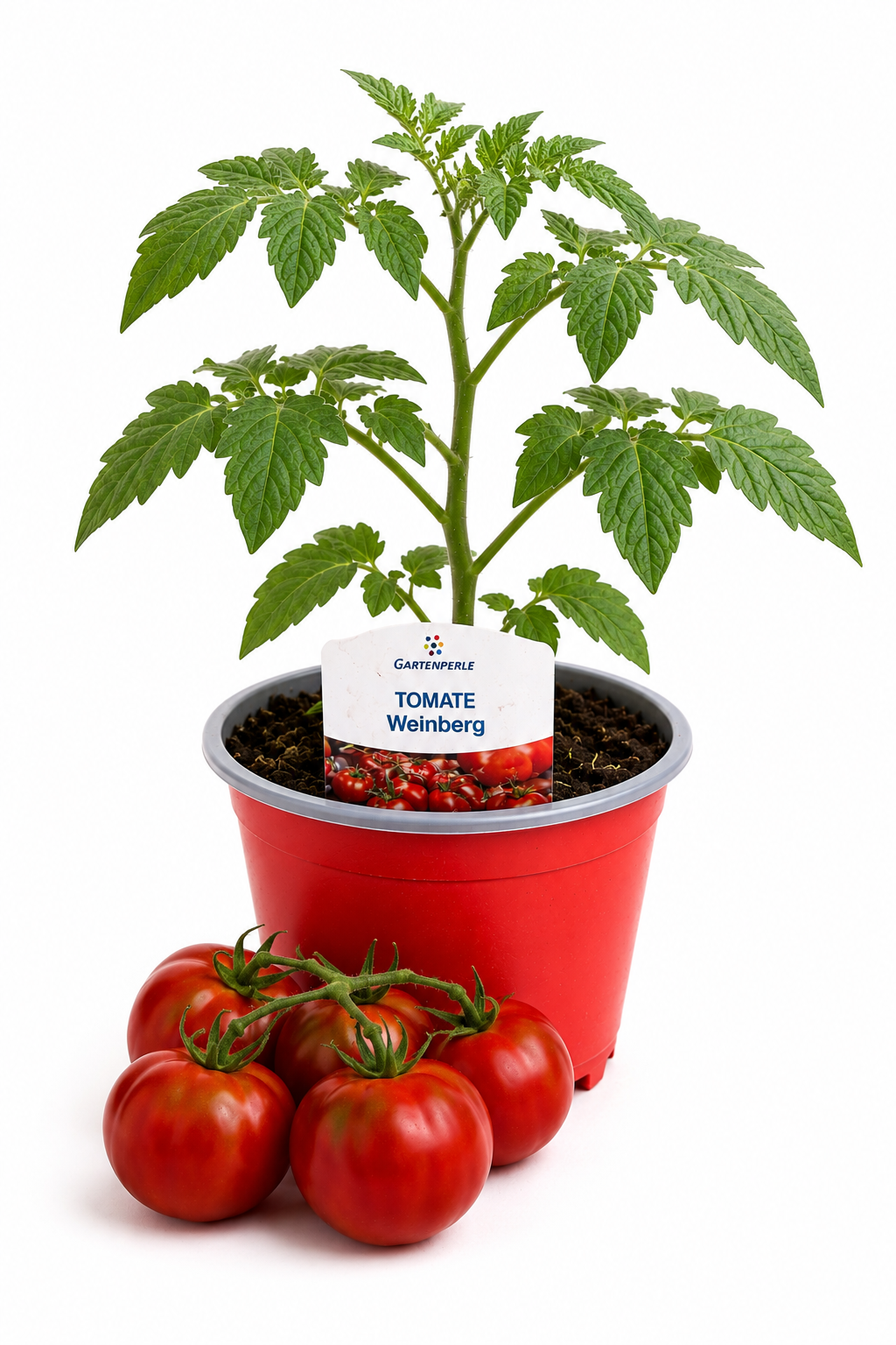 Tomate Weinberg - Cocktailtomate