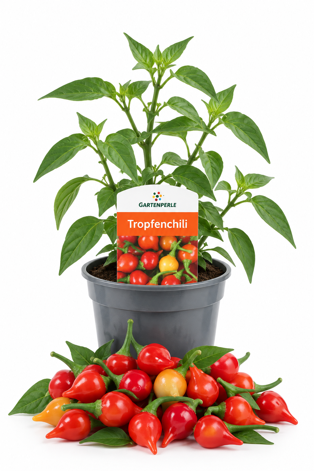 Tropfenchili – Chili Pflanze