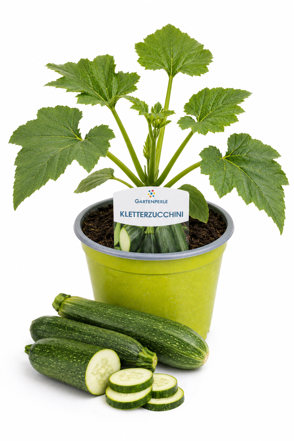 Kletterzucchini - Zucchinipflanze