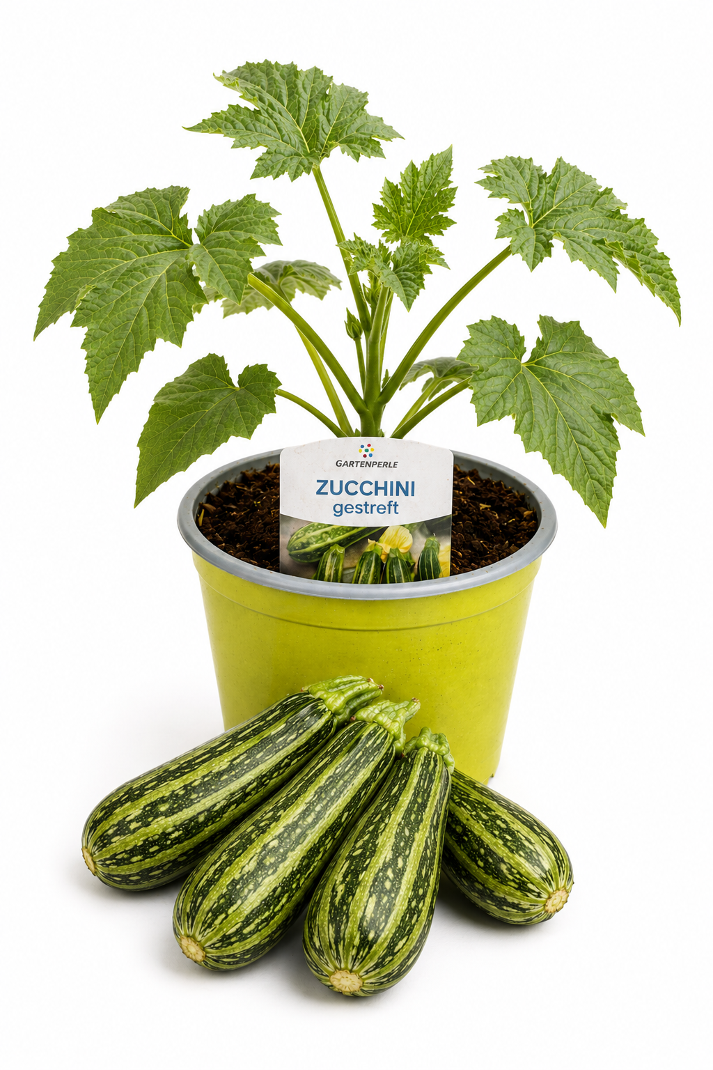 Zucchini Gestreift - Zucchinipflanze