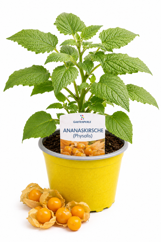 Ananaskirsche (Physalis) | Jungpflanze im T10,5 Topf