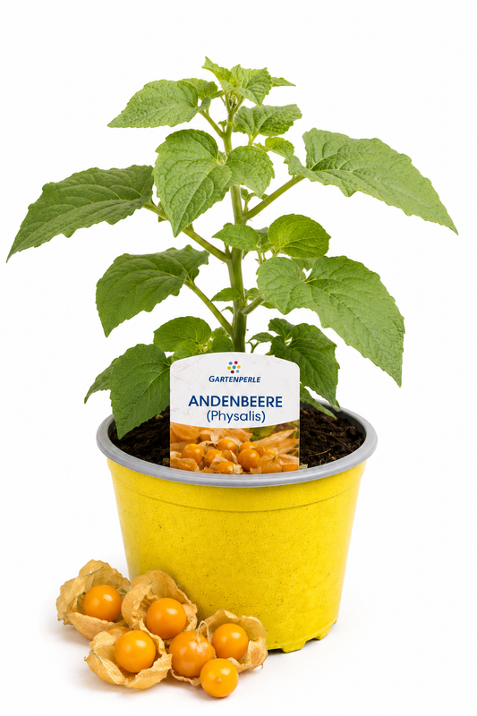 Andenbeere - Physalispflanze