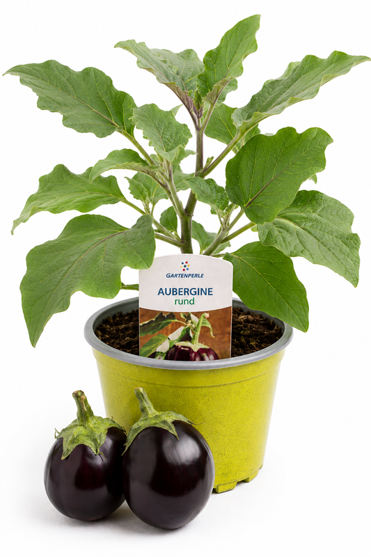Aubergine Rund | Jungpflanze im T10,5 Topf