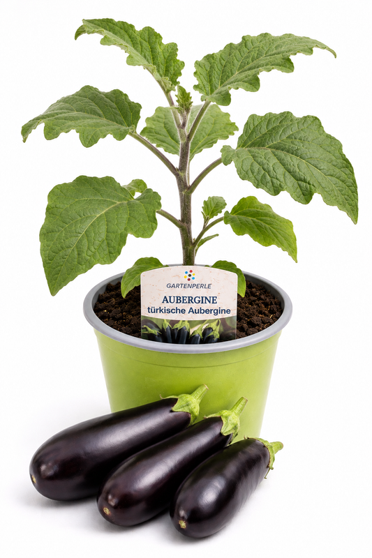 Aubergine Türkische Aubergine