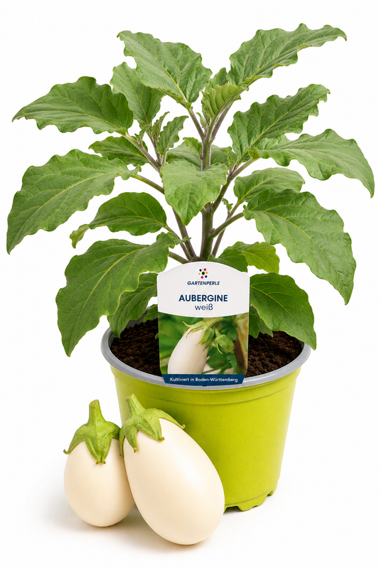 Aubergine Weiß | Jungpflanze im T10,5 Topf