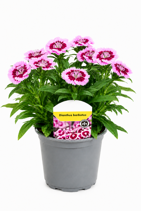 Bartnelke im Topf mit vielen Blüten in rosa-pinken Farben