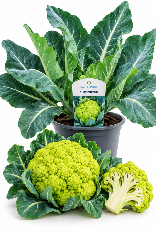 Produktfoto von Blumenkohl in Grün in einem Topf von der Marke Gartenperle. 