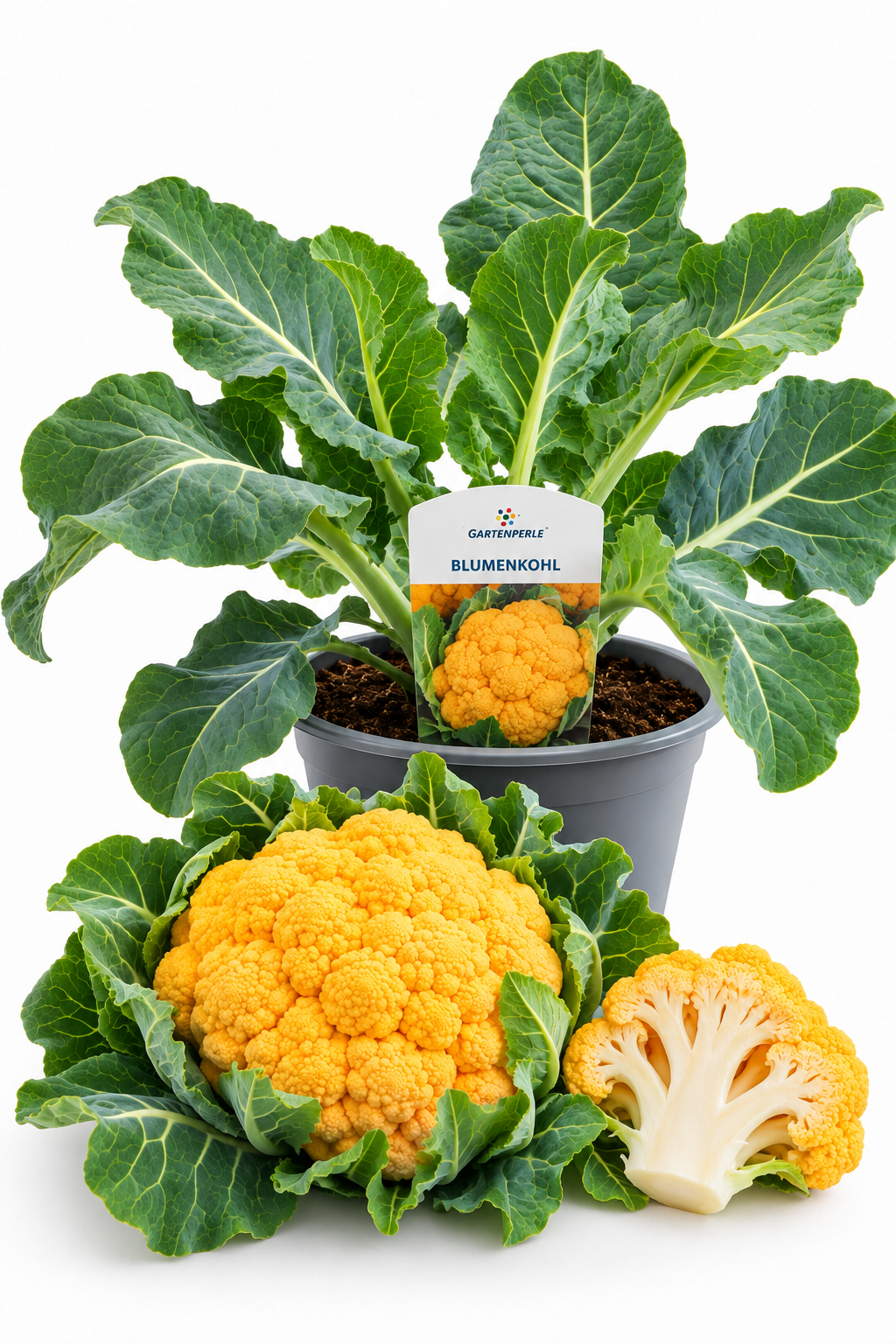 Oranger Blumenkohl