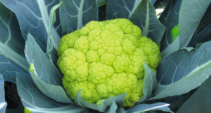 Grüner Blumenkohl